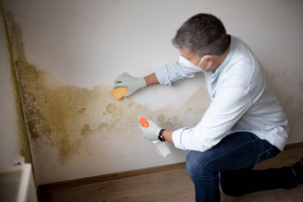 Best Emergency Mold Remediation  in Harker Heights, TX