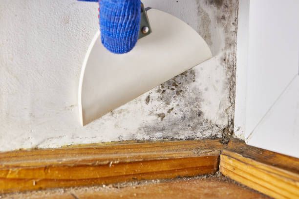 Best Flood Damage  in Harker Heights, TX